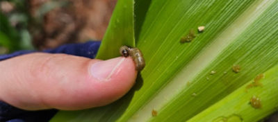 Lagarta em cultura do milho