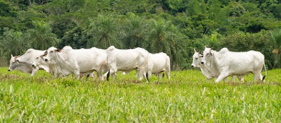 Uma manada de gado branco pastando em uma pastagem verde exuberante sob um céu azul. A imagem ilustra a prática de manejo de pasto, mostrando como a pastagem bem manejada pode proporcionar uma alimentação saudável e abundante para o gado. Ao fundo, é possível ver uma área de mata, destacando a integração harmoniosa entre a pecuária e o meio ambiente