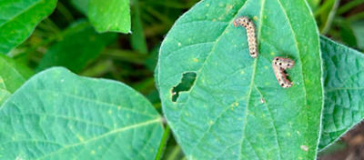 Artigo Blog Manejo de Pragas