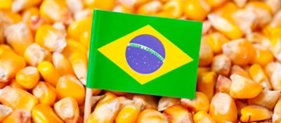 Milho com uma bandeira do Brasil, representando o papel que nosso país desempenha neste mercado.