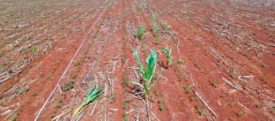 Milho tiguera em lavoura de soja no estado de Goiás. Foto: Marília Ferreira.