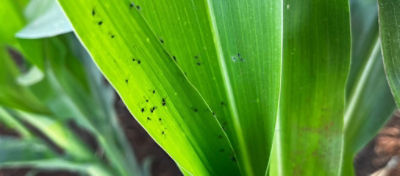 Mosaico-Comum do Milho