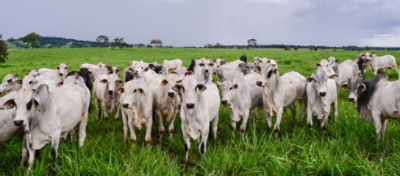 Um grupo de bois brancos pastando em um campo verdejante sobre o céu parcialmente nublado. A imagem reflete a paisagem rural da Fazenda Reunidas Cavallini no Maranhão, destacando a prática de criação de gado em pastagem.