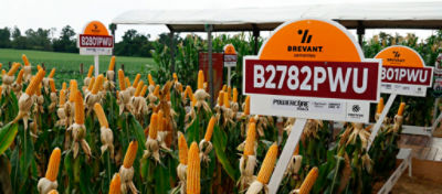 plantação de milho