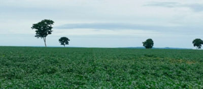 Lavoura com sintomas de ataque do percevejo-castanho-da-raiz