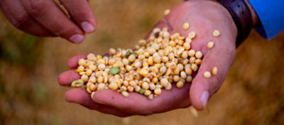 sementes de soja
