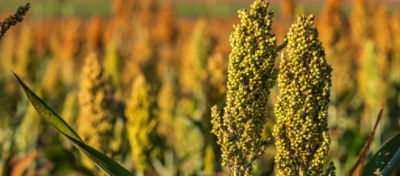 Campo de sorgo com plantas maduras, prontas para a colheita. A imagem destaca a robustez e a altura das plantas, características importantes para a produção de silagem de sorgo.