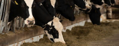 bovinos se alimentando