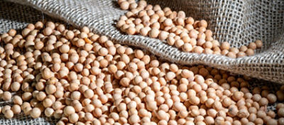 Artigo Blog Soja Argentina