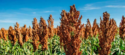 lavoura de sorgo