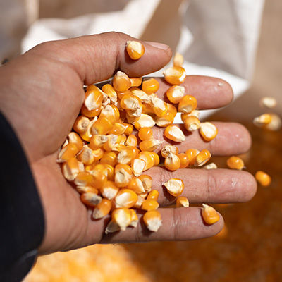 Descubra 5 dicas dadas por um engenheiro agrônomo para otimizar o plantio do milho e da soja, garantindo melhores resultados na sua produção.