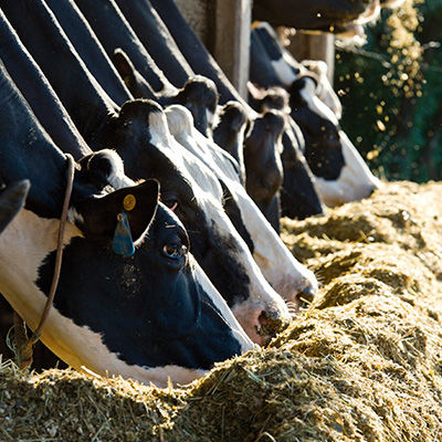 Especialista explica o que é agricultura regenerativa, os principais desafios da prática e como ela pode beneficiar o produtor.
