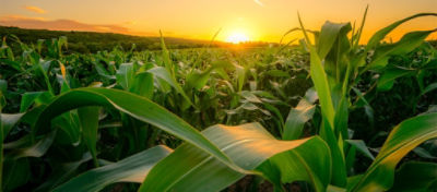 Milho: doenças foliares | Caracterização, sintomatologia e manejo 