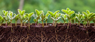 Brotos de soja germinados no solo com bom desenvolvimento radicular.