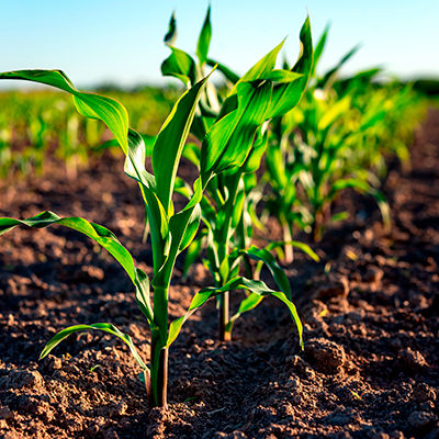 Plantas de milho em desenvolvimento no campo.