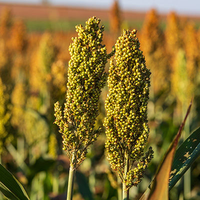 Campo de sorgo com plantas maduras, prontas para a colheita. A imagem destaca a robustez e a altura das plantas, características importantes para a produção de silagem de sorgo.