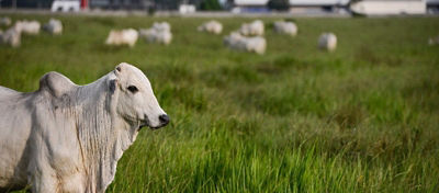 5 passos para obter a excelência na carne bovina 