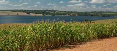 Imagem de uma plantação de milho