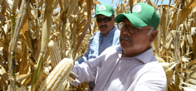 Pioneer maíz cultivo