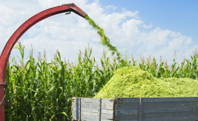 silage corn