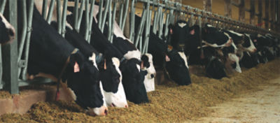 cows being fed