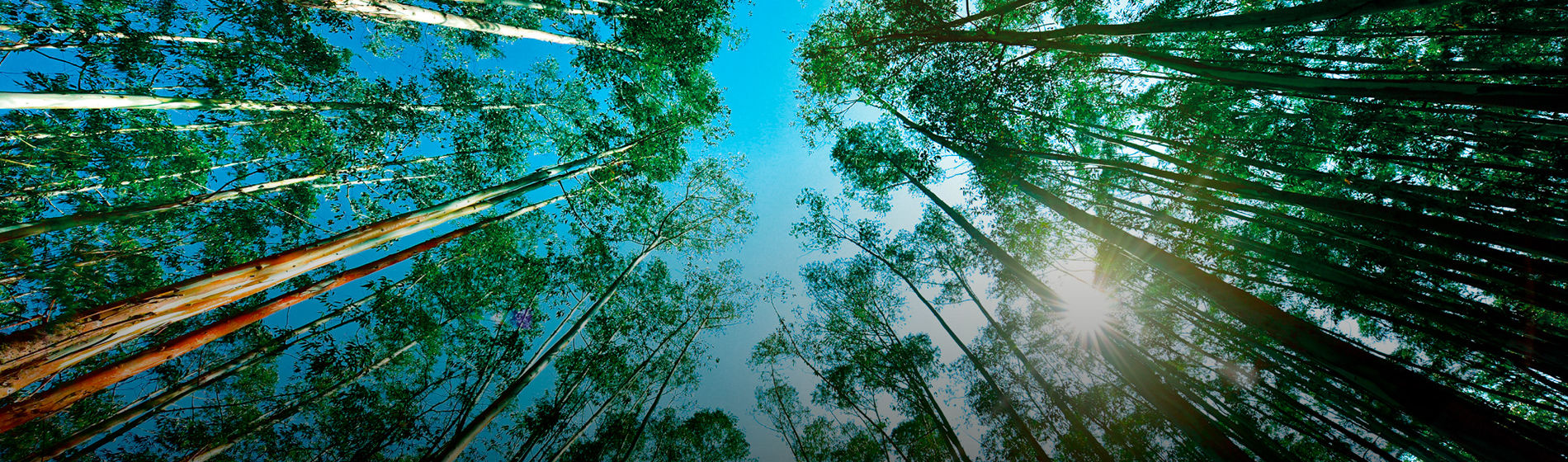 Linha Floresta