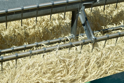 Barley harvest