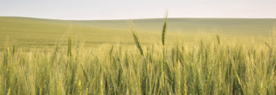Barley field