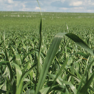 Field of Barley