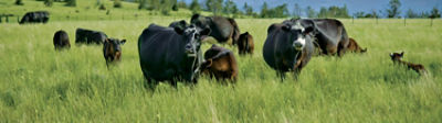 Beef cattle in pasture