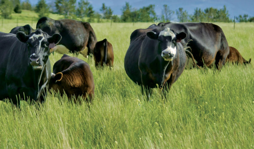 Beef cattle in pasture