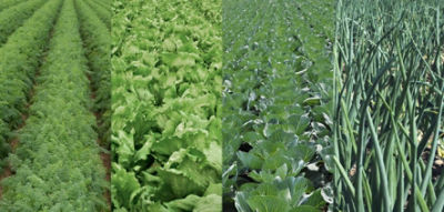 Bejo Vegetable Fields