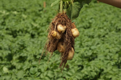 Potatoes