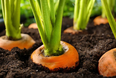 Carrot tops in soil