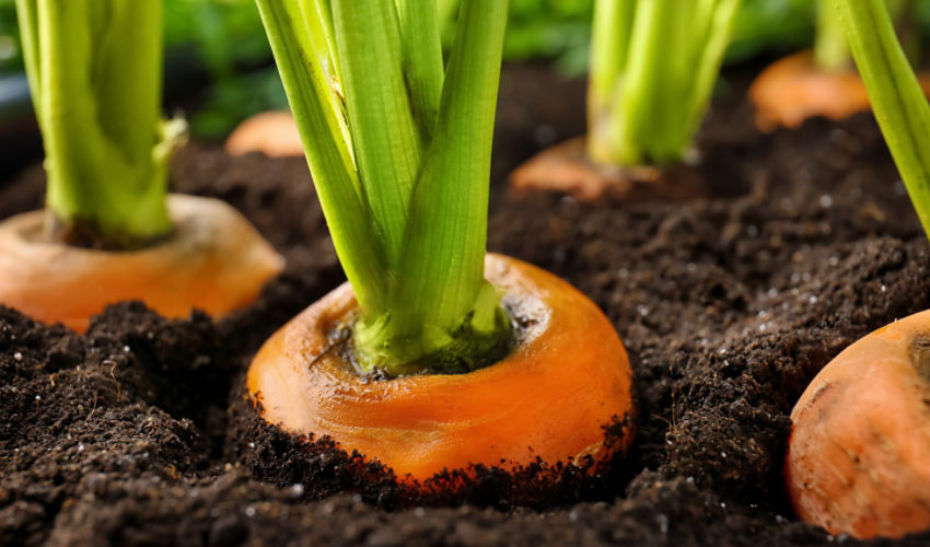 Carrot tops in soil