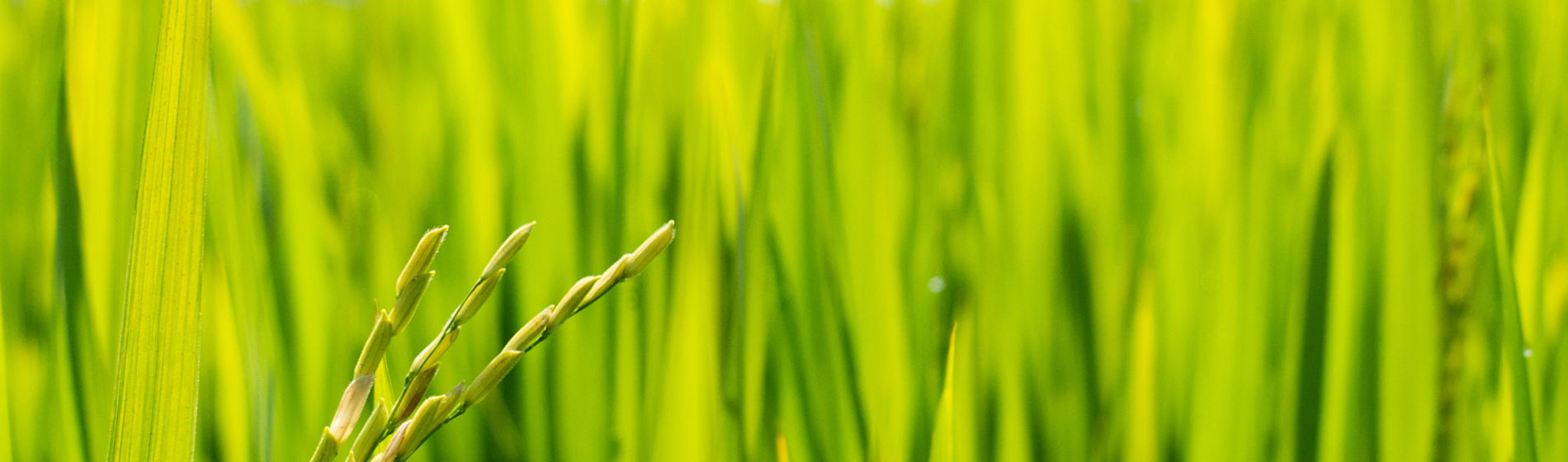 IMG-Bim_Max_img01-Corteva-LA_BR-V1