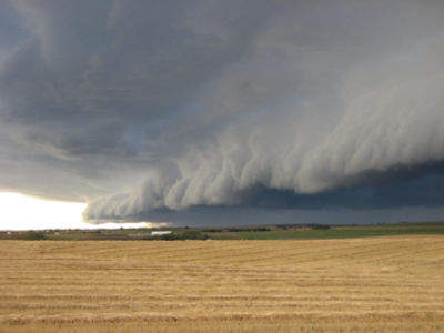 Healthy cabbage roots