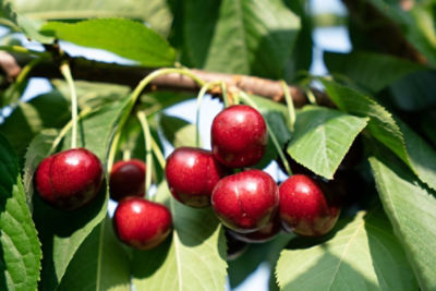 apple tree with apples