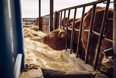 Cow eating distillers grain