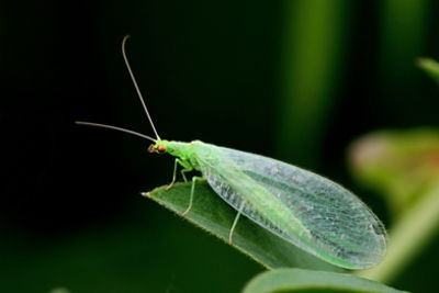 Biological pest control