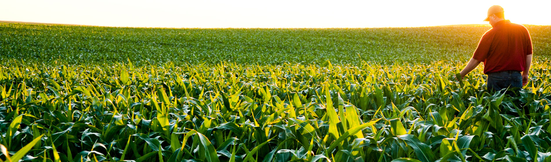 Corn field at sunrise