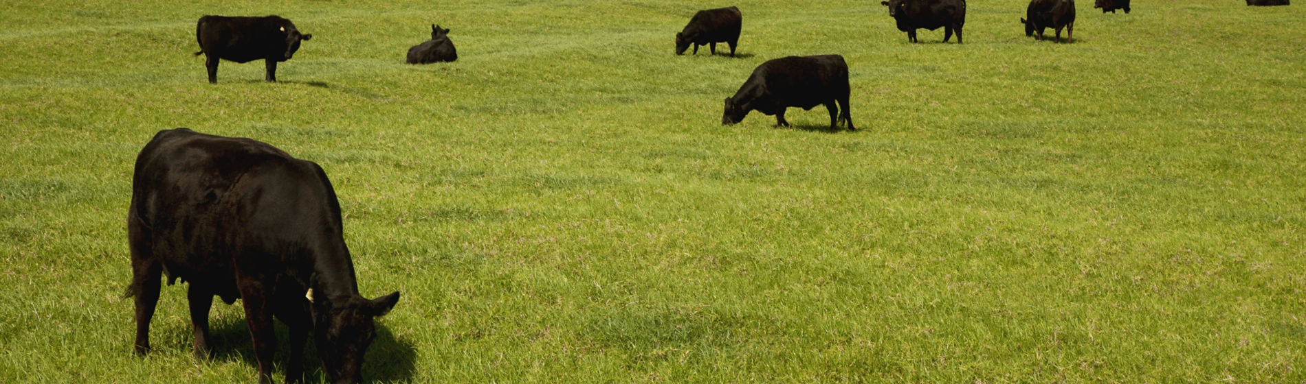 Black angus cows grazing in green field