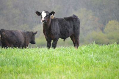Black calf