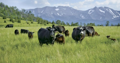 Black cows in a grassy pasture