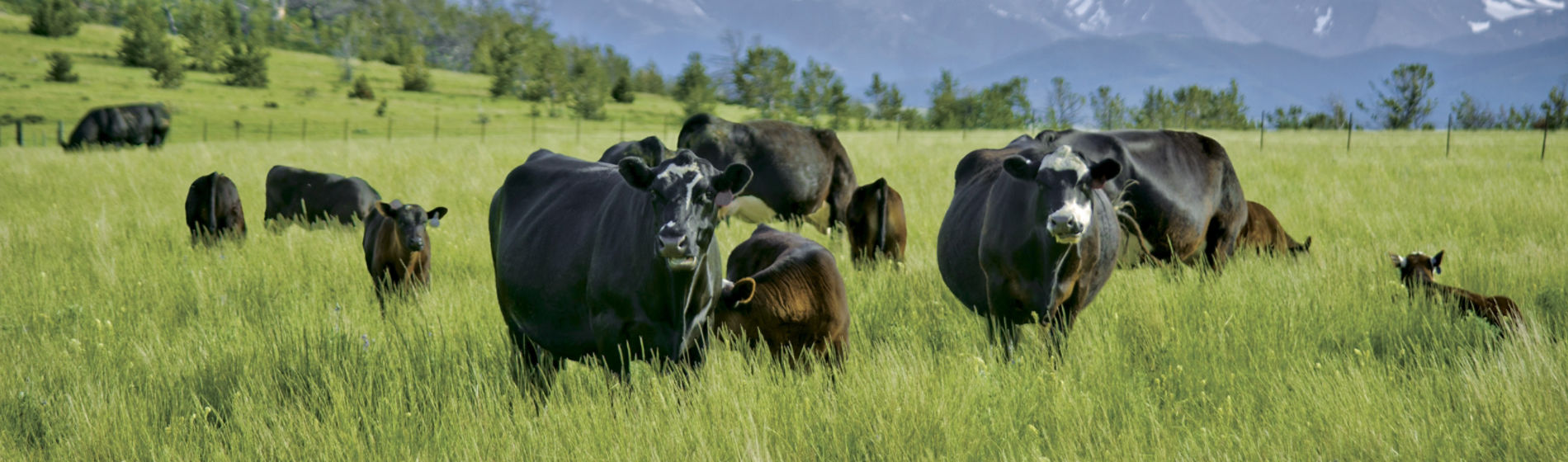 Black cows in a grassy pasture