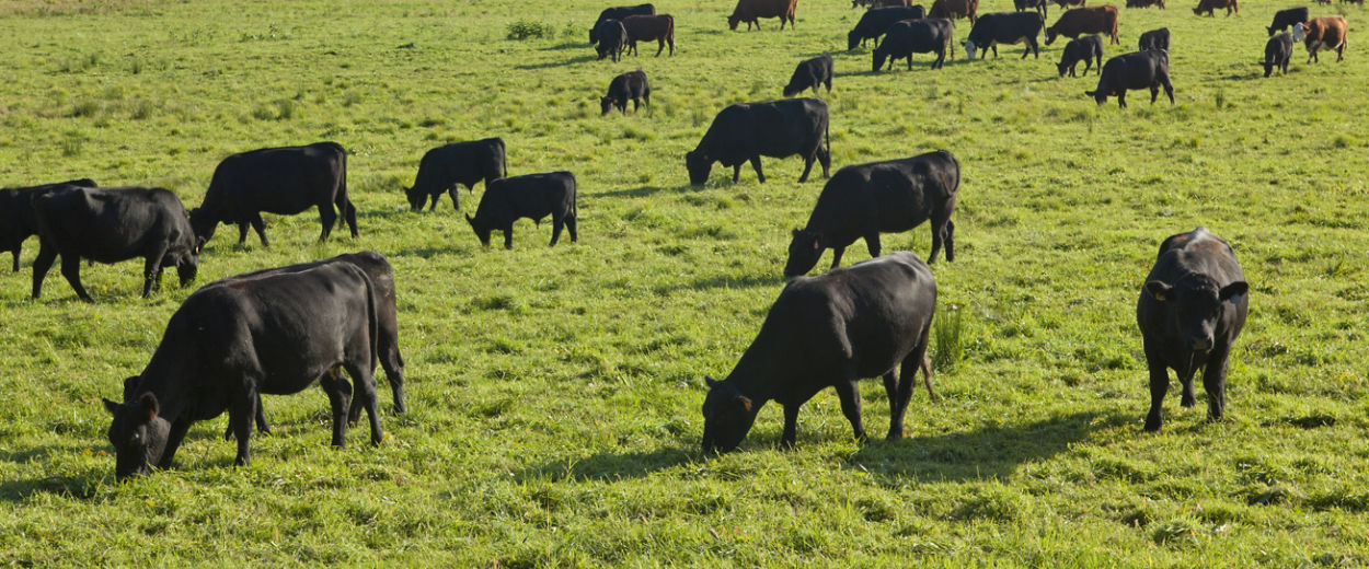 A large herd of mostly black Angus cattle grazes across a sunlit green pasture, with brown cattle, f