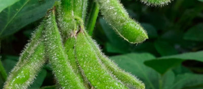 Abortamento de flores e vagens na cultura da soja: como superar esse desafio?