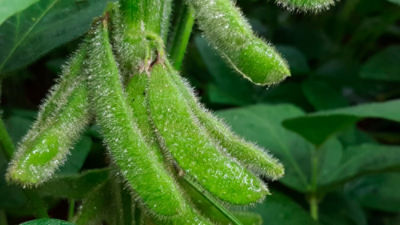 Abortamento de flores e vagens