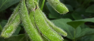 Como Melhorar a Performance das Plantas com Produtos Biológicos