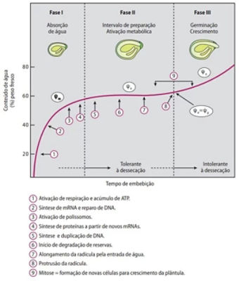 Curva de absorção de água e oxigênio e principais eventos celulares durante a embebição